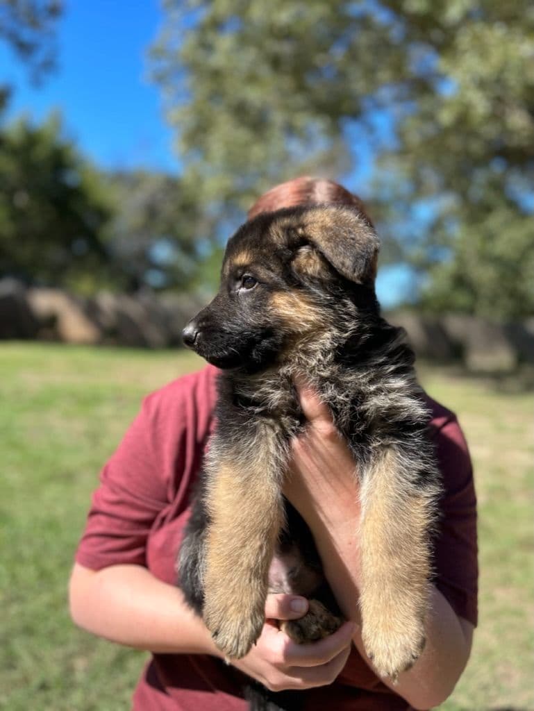 German Shepherd Dog Puppies breeder image 10