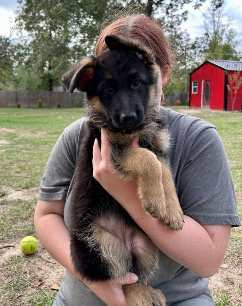 German Shepherd Dog Puppies breeder image 11