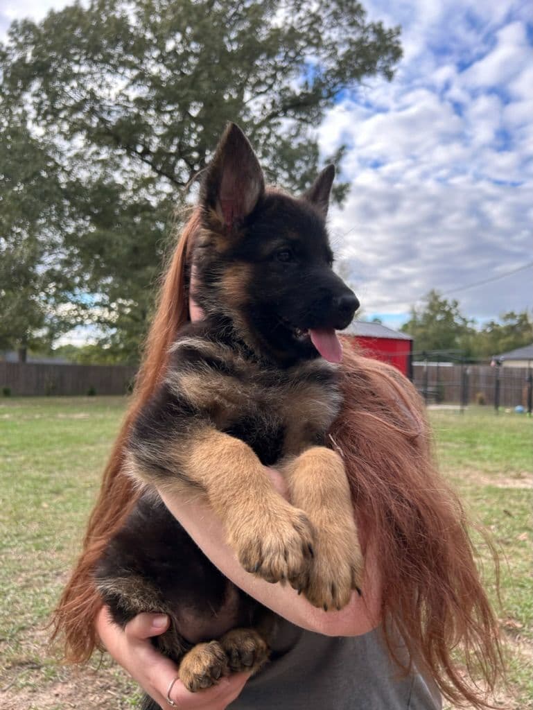 German Shepherd Dog Puppies breeder image 12