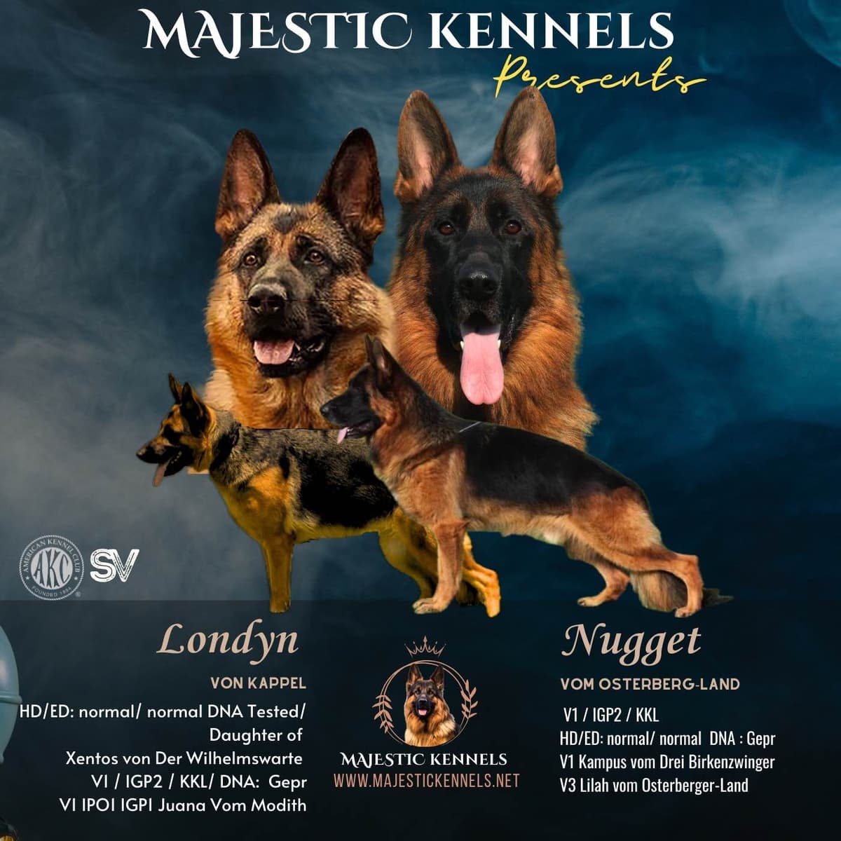 German Shepherd Dog Puppies breeder image 2