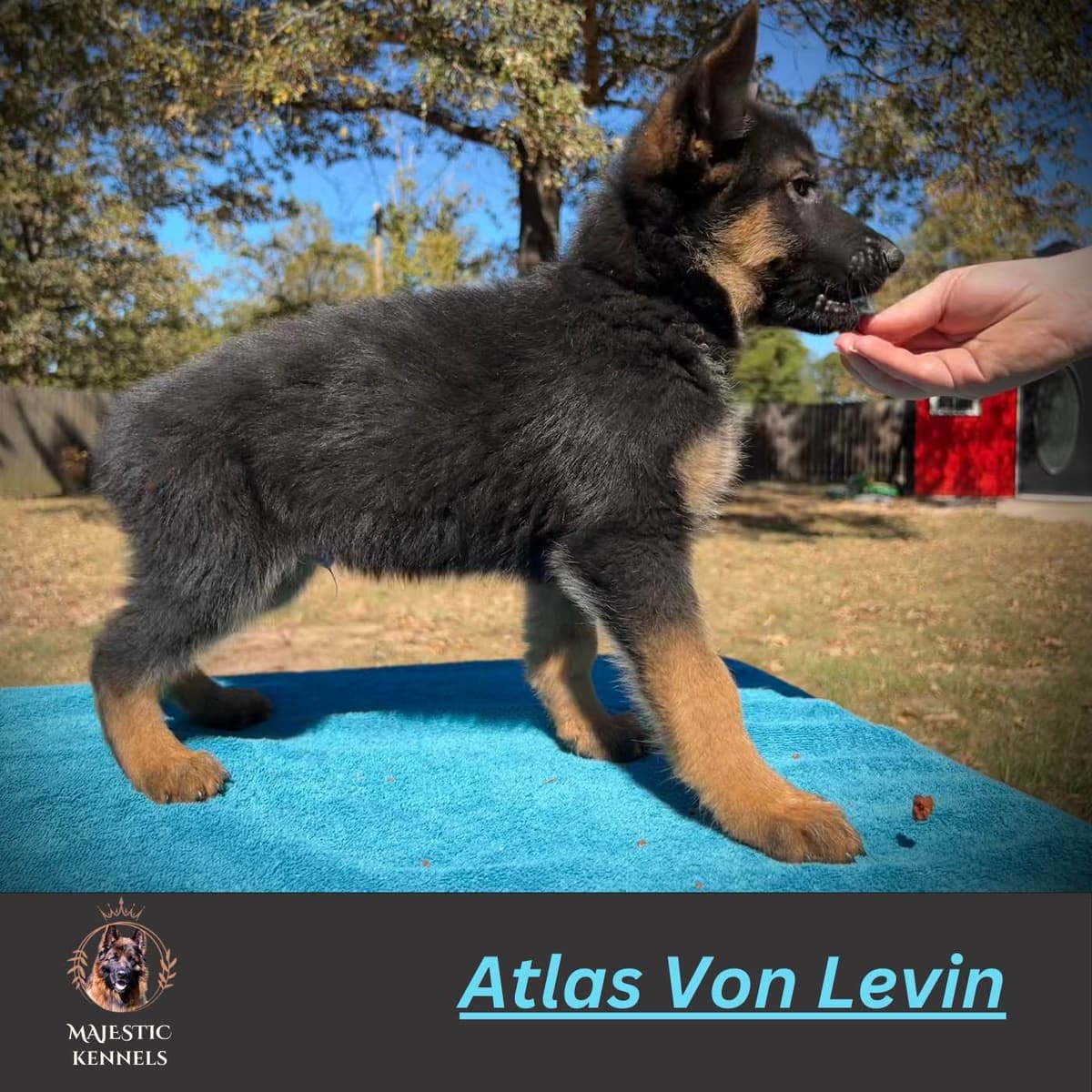 German Shepherd Dog Puppies breeder image 13