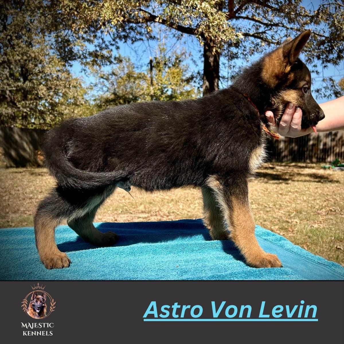 German Shepherd Dog Puppies breeder image 14