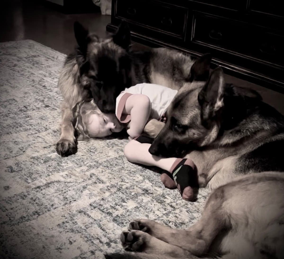 German Shepherd Dog Puppies breeder image 16