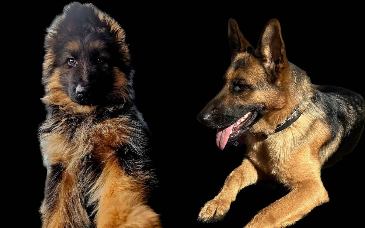 German Shepherd Dog Puppies breeder image 17