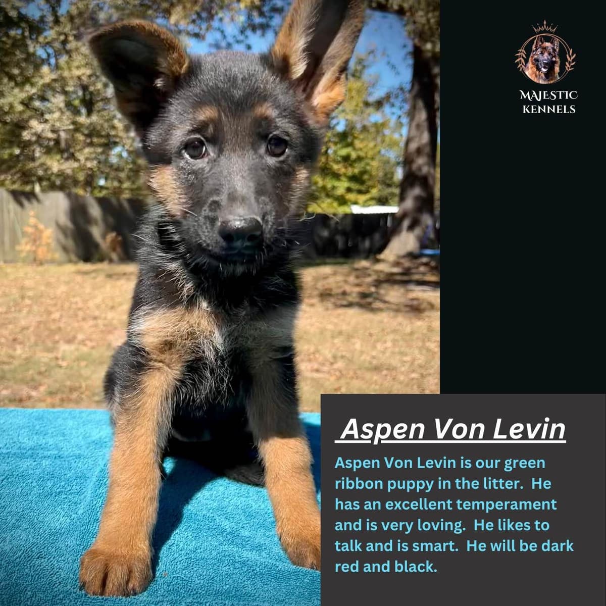 German Shepherd Dog Puppies breeder image 19