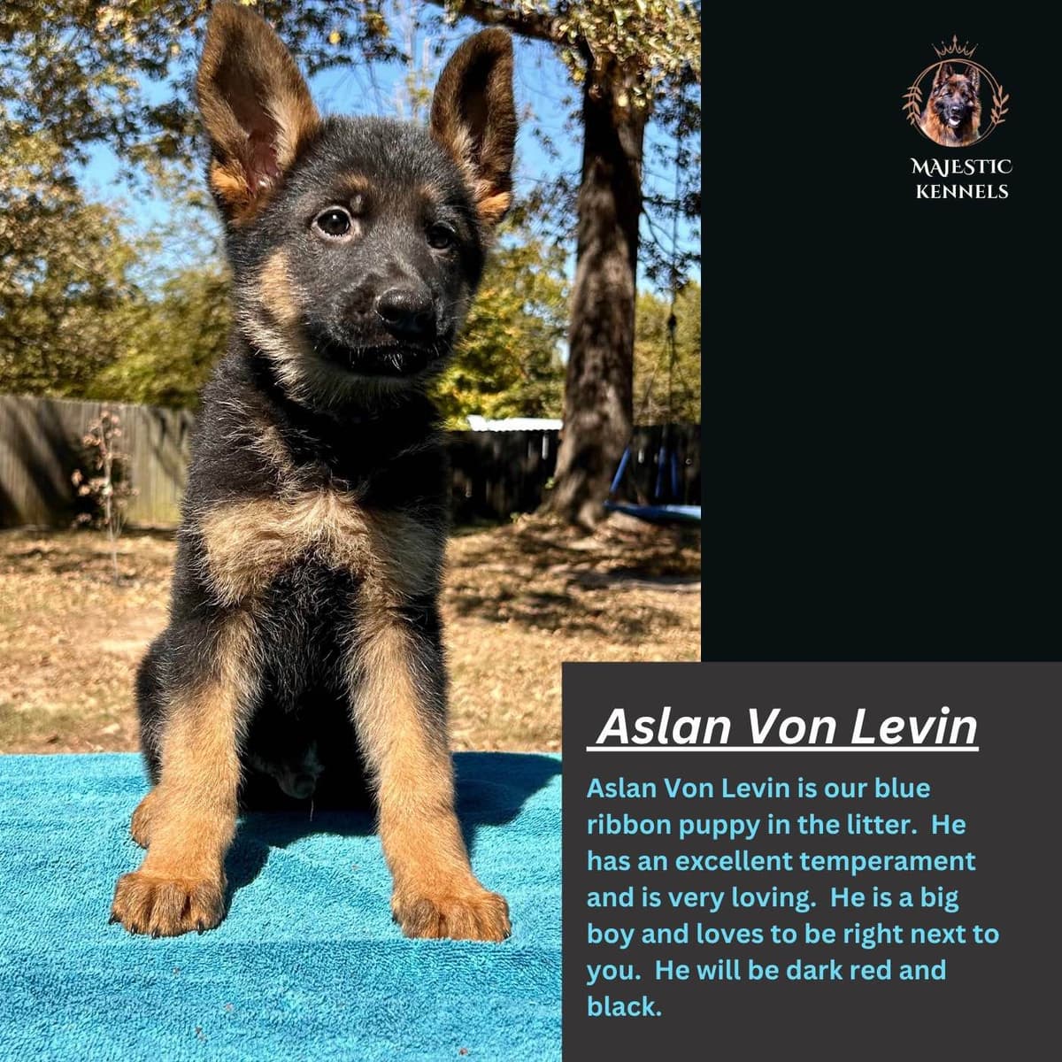 German Shepherd Dog Puppies breeder image 20