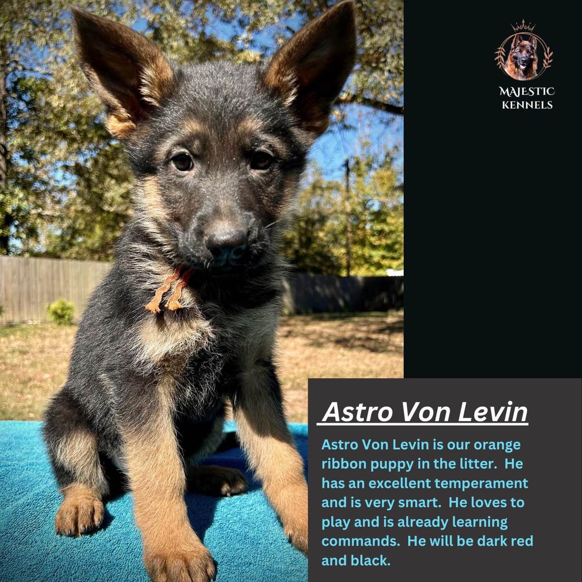 German Shepherd Dog Puppies breeder image 21