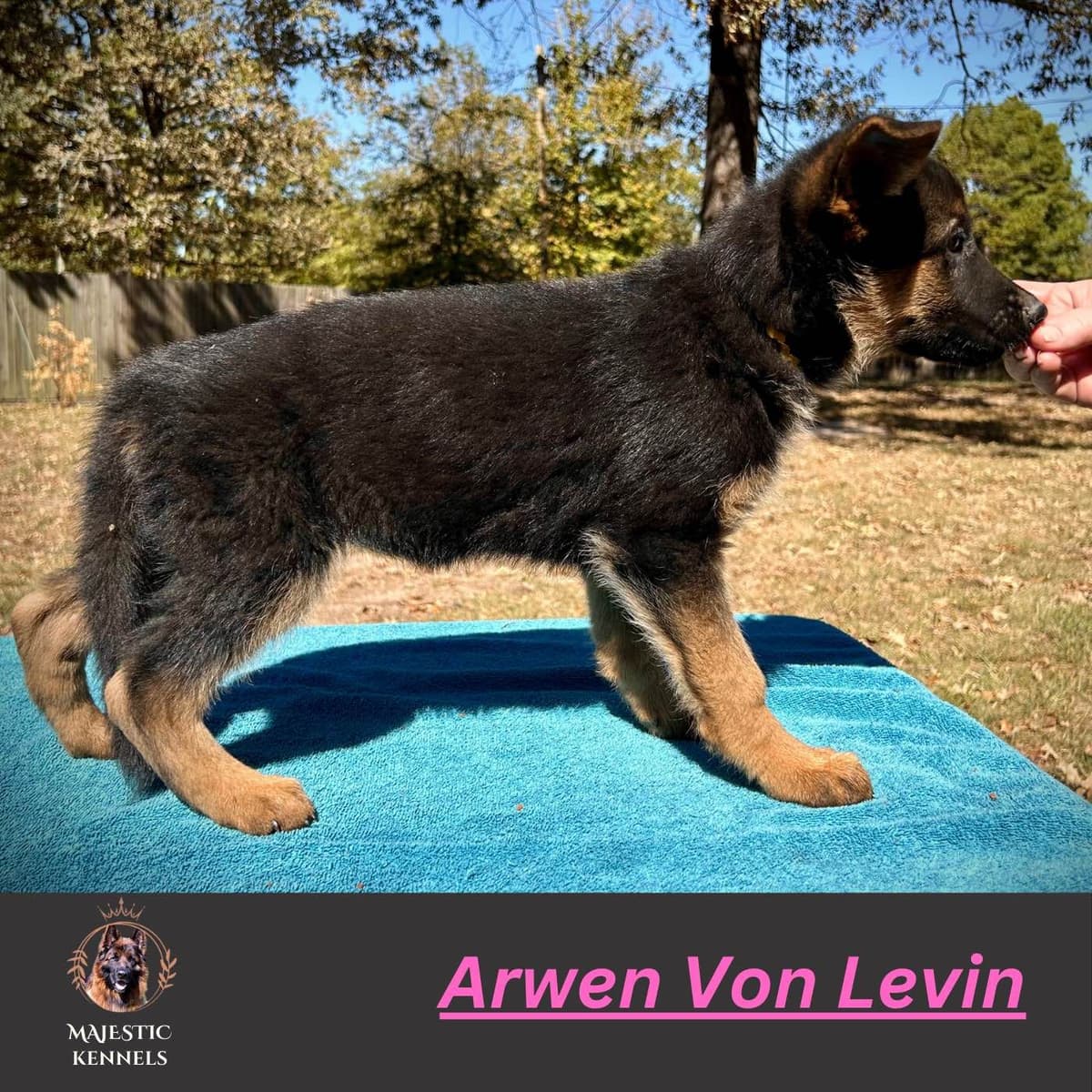 German Shepherd Dog Puppies breeder image 22