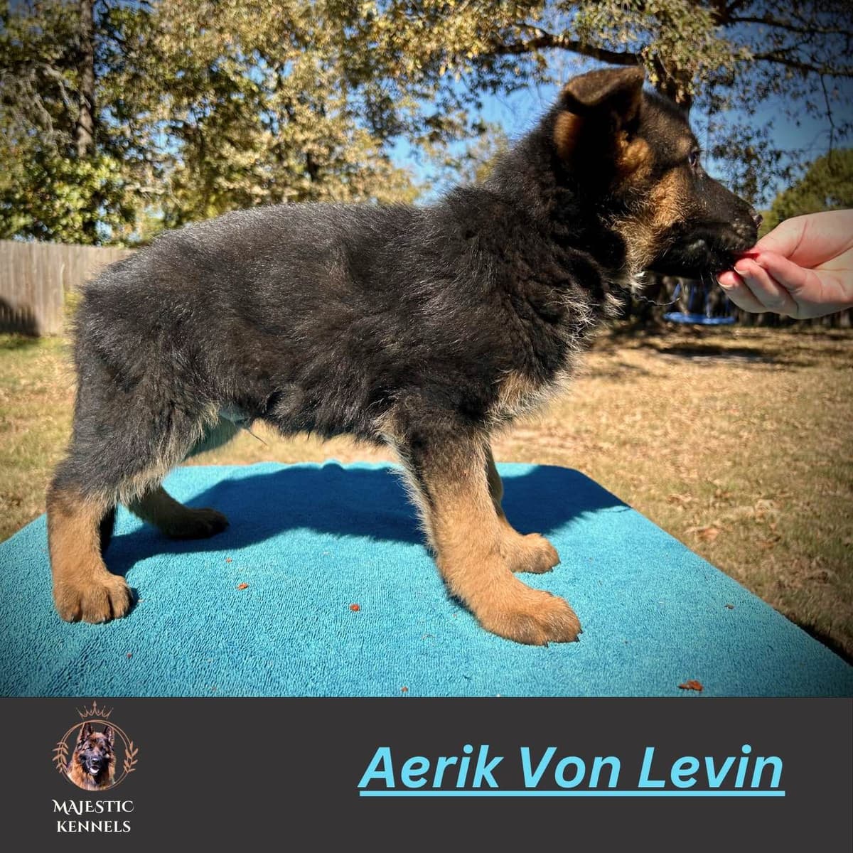 German Shepherd Dog Puppies breeder image 23