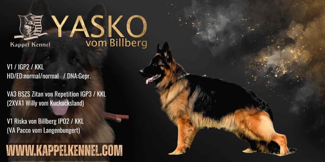 German Shepherd Dog Puppies media 2