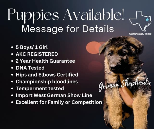 German Shepherd Dog Puppies media 21