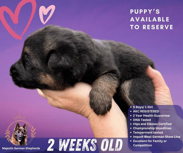 German Shepherd Dog Puppies media 18