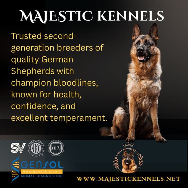 German Shepherd Dog Puppies media 20