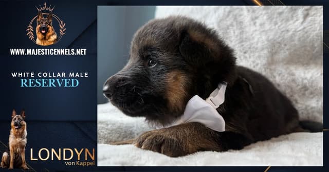 German Shepherd Dog Puppies media 16