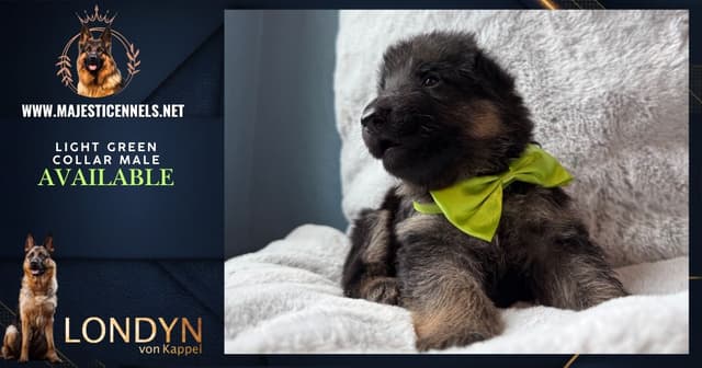 German Shepherd Dog Puppies media 14