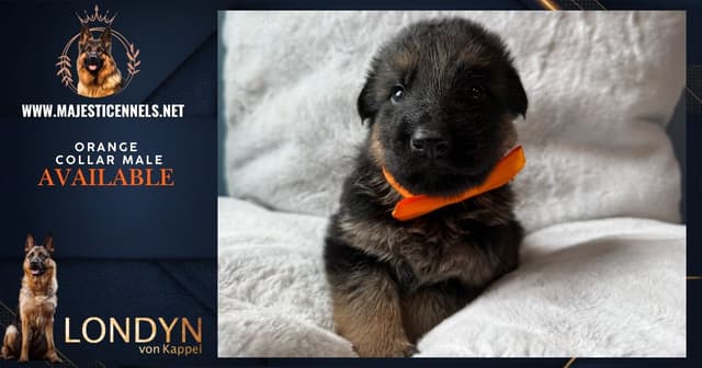 German Shepherd Dog Puppies media 13