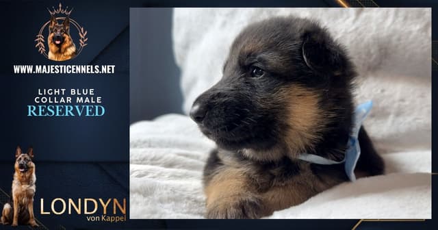 German Shepherd Dog Puppies media 12