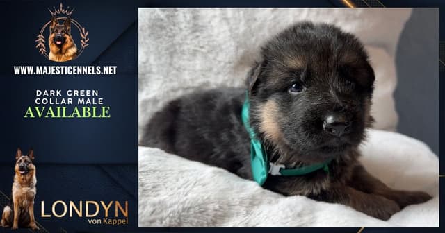 German Shepherd Dog Puppies media 17