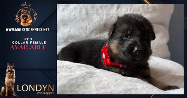 German Shepherd Dog Puppies media 15
