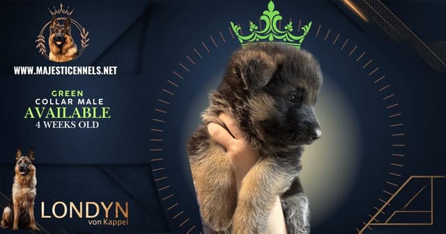 German Shepherd Dog Puppies media 6