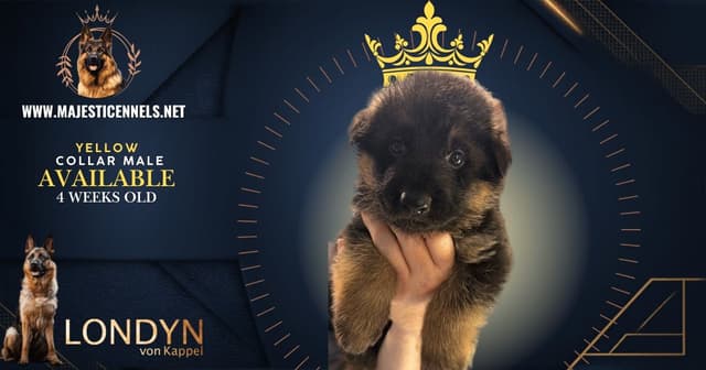 German Shepherd Dog Puppies media 5