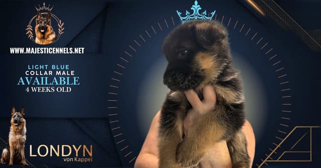 German Shepherd Dog Puppies media 7