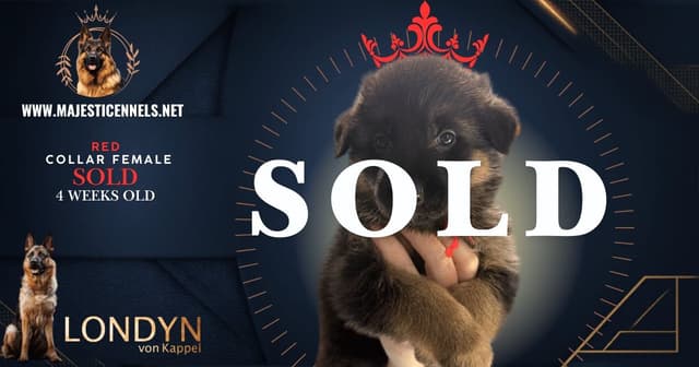 German Shepherd Dog Puppies media 9