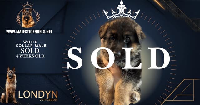German Shepherd Dog Puppies media 11