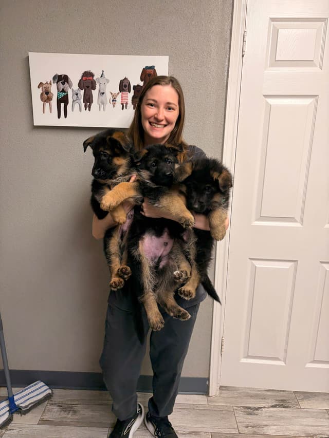 German Shepherd Dog Puppies media 8
