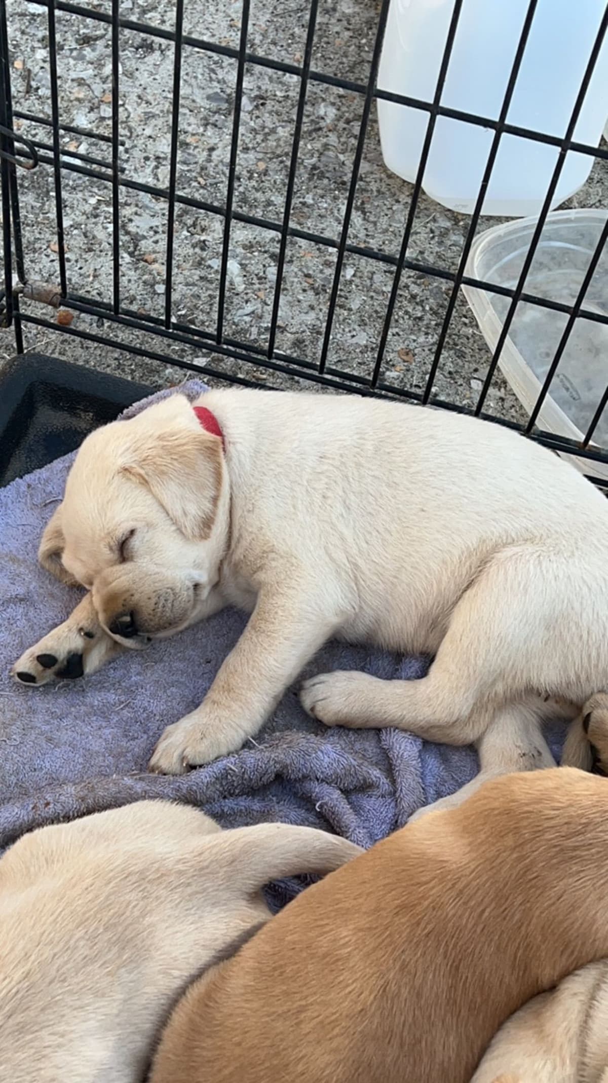 Labrador Retriever Puppies breeder image 4