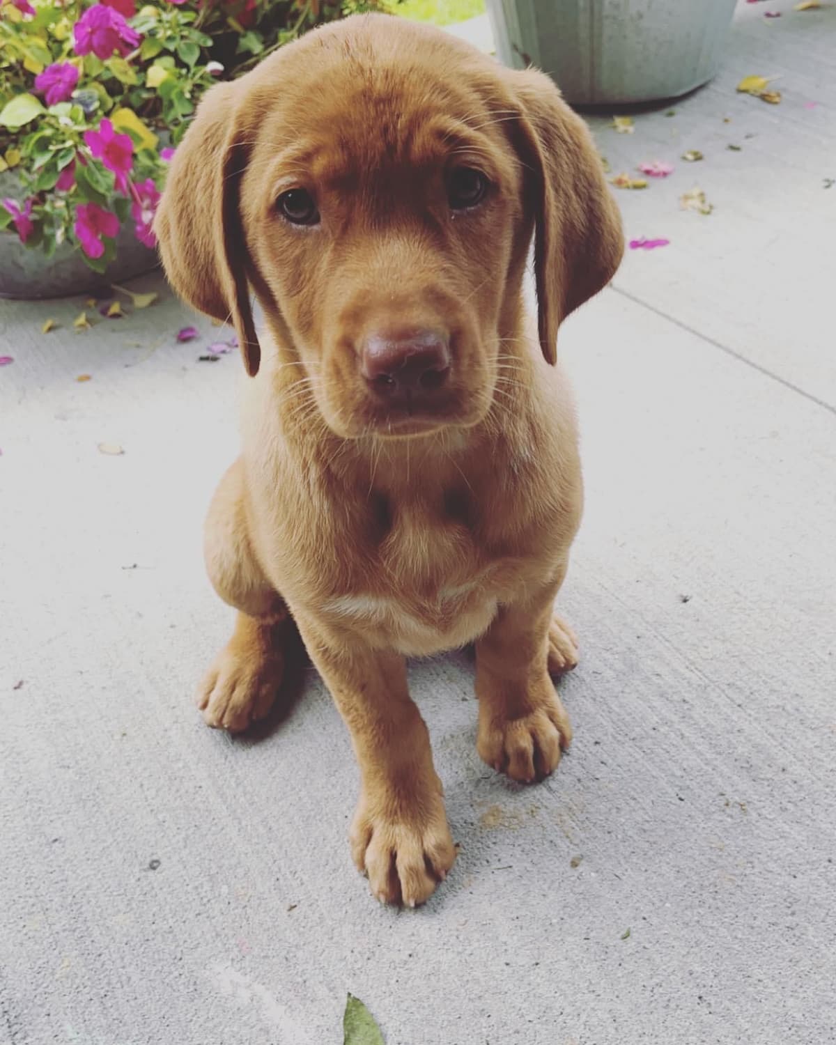 Labrador Retriever Puppies breeder image 5