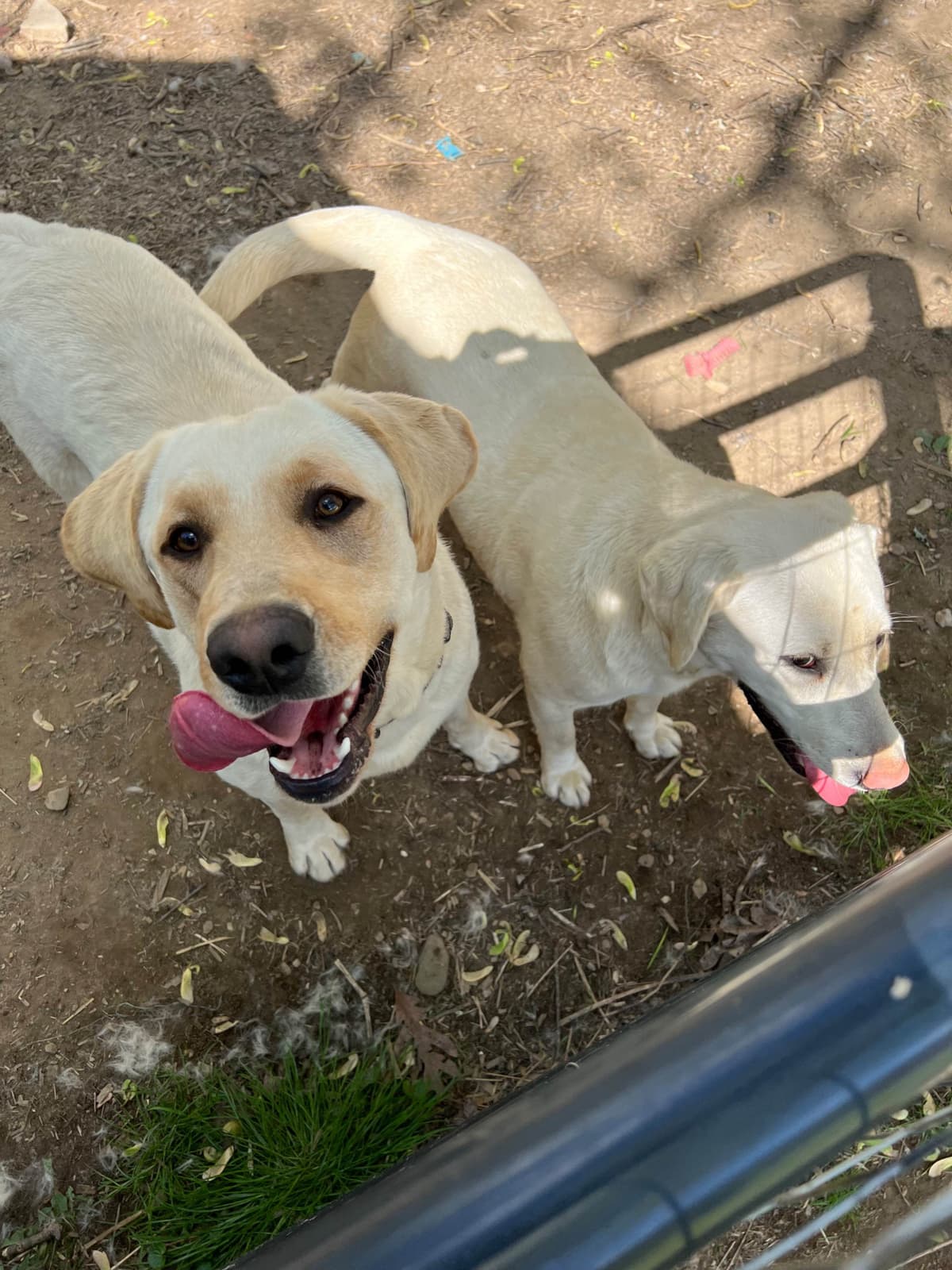Labrador Retriever Puppies breeder image 6