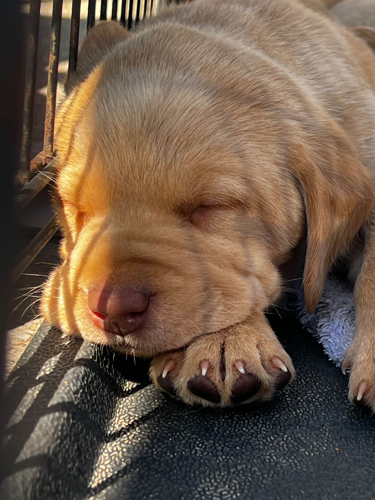 Labrador Retriever Puppies breeder image 7