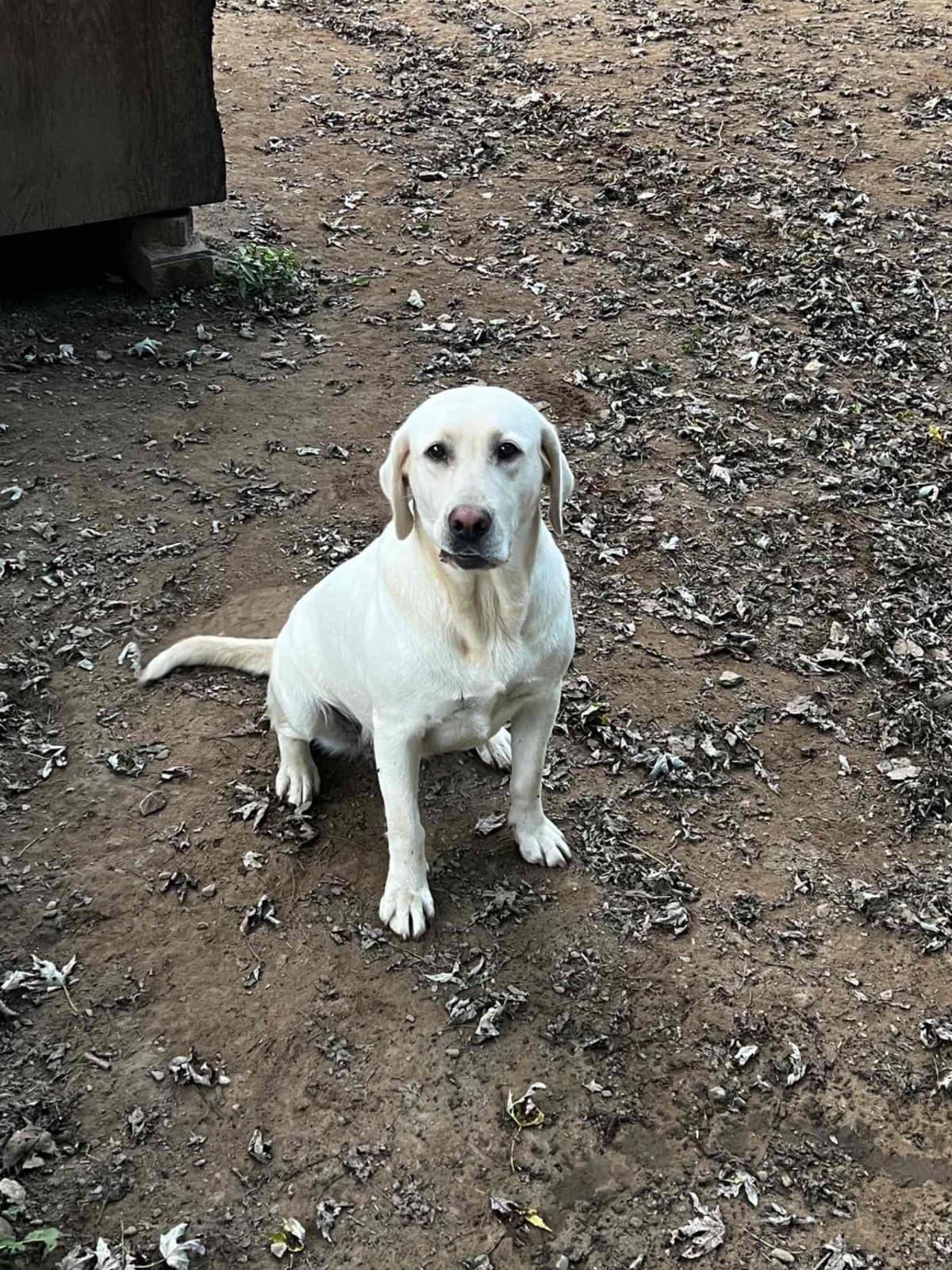 Labrador Retriever Puppies breeder image 9