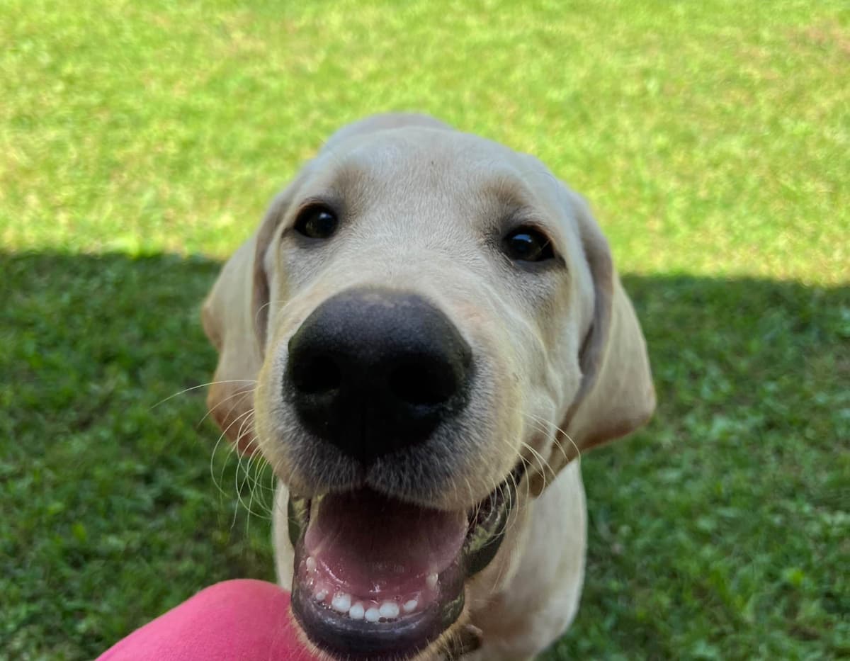 Labrador Retriever Puppies breeder image 11