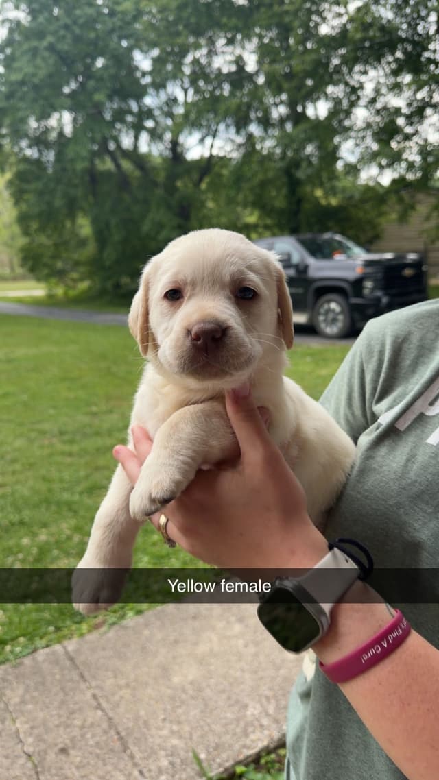 Labrador Retriever Puppies media 2