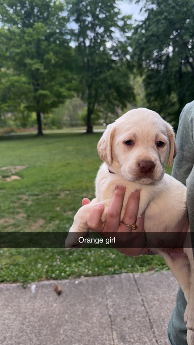 Labrador Retriever Puppies media 3