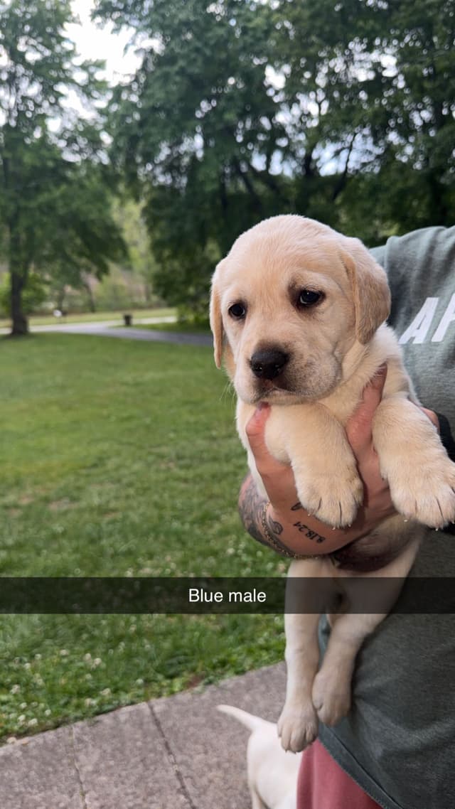 Labrador Retriever Puppies media 4