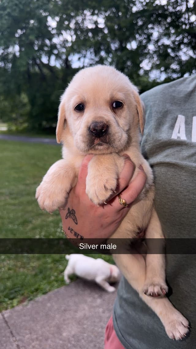 Labrador Retriever Puppies media 5