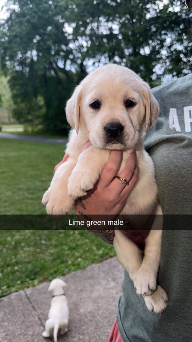 Labrador Retriever Puppies media 6
