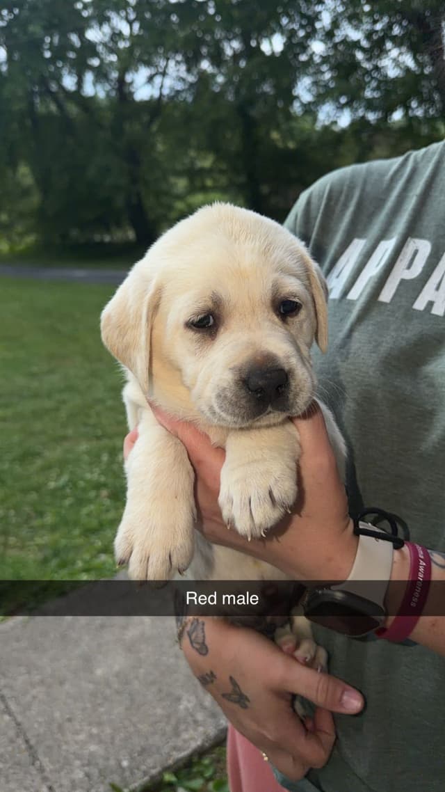 Labrador Retriever Puppies media 7