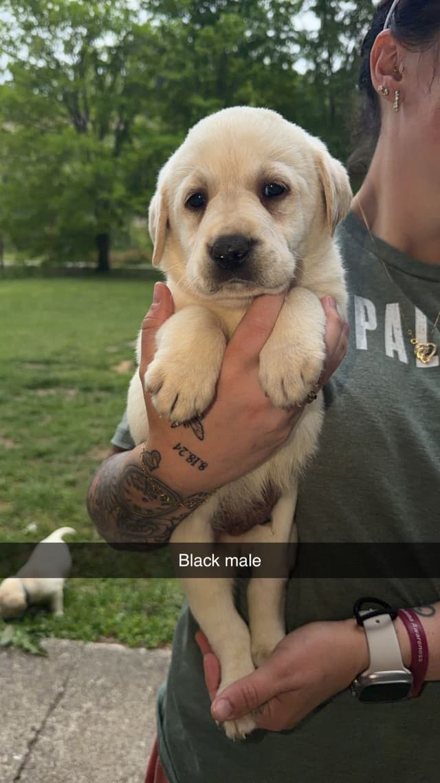 Labrador Retriever Puppies media 8