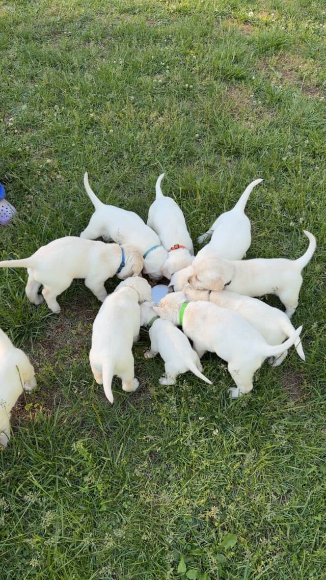 Labrador Retriever Puppies media 9