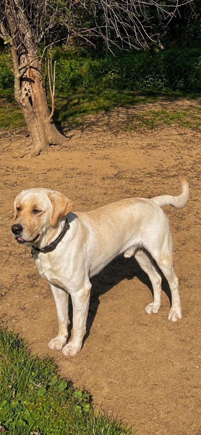 Labrador Retriever Puppies media 10
