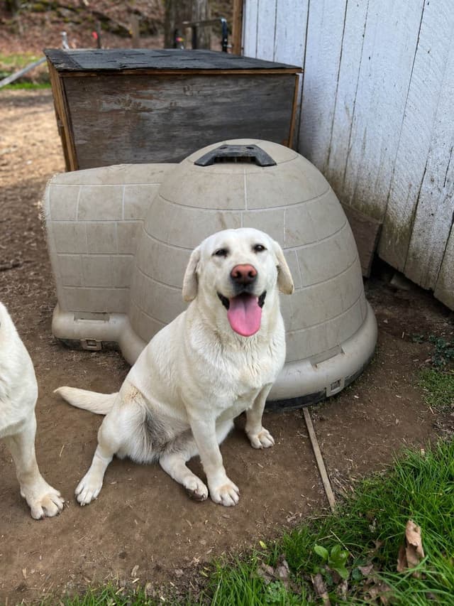 Labrador Retriever Puppies media 11
