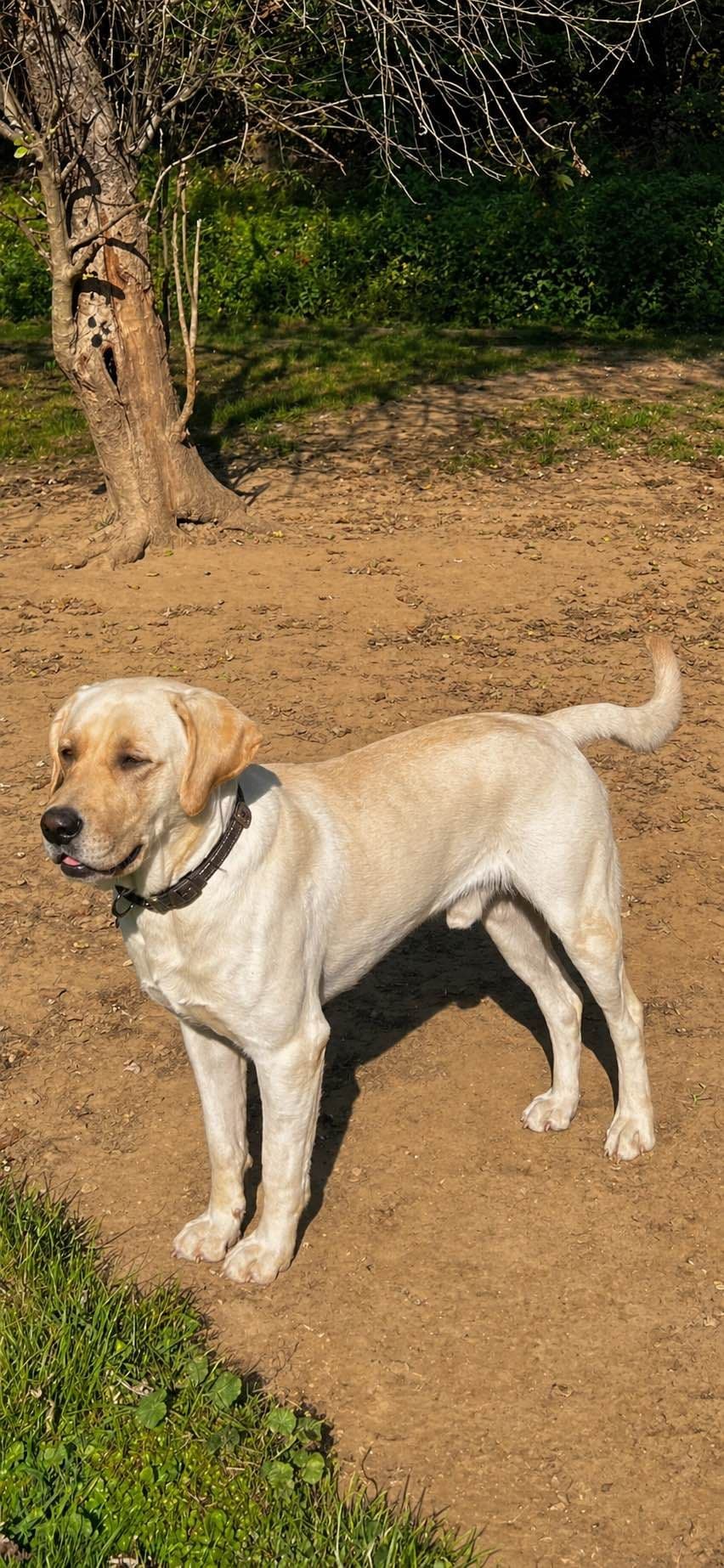 Labrador Retriever Puppies breeder image 1