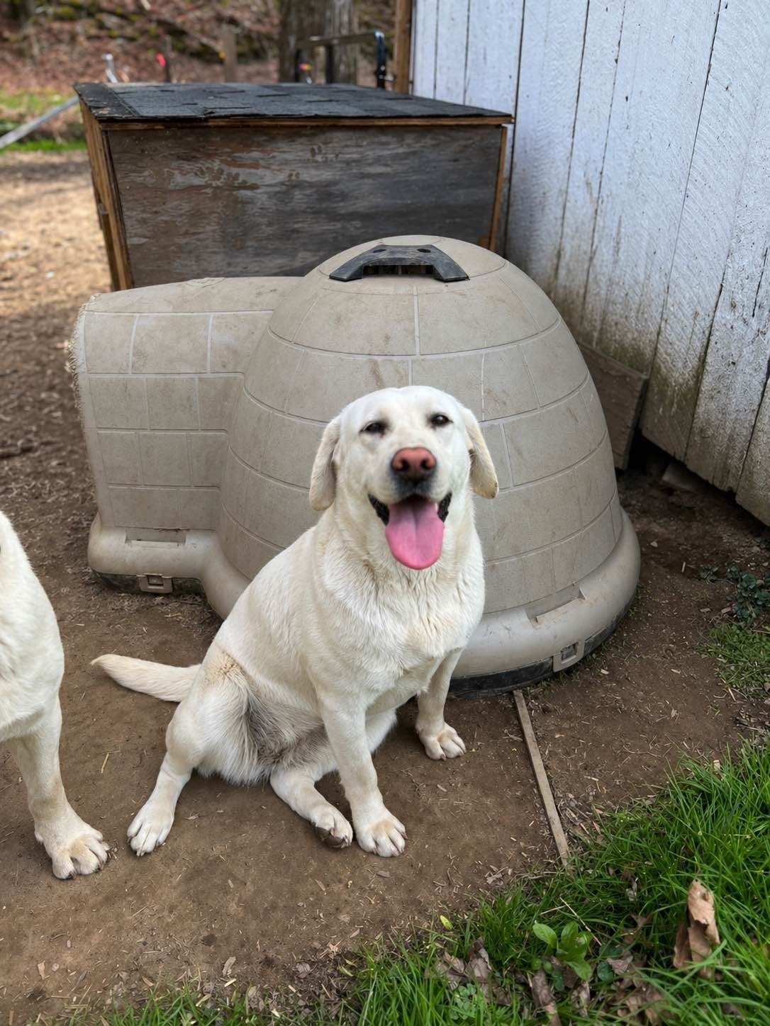 Labrador Retriever Puppies breeder image 2