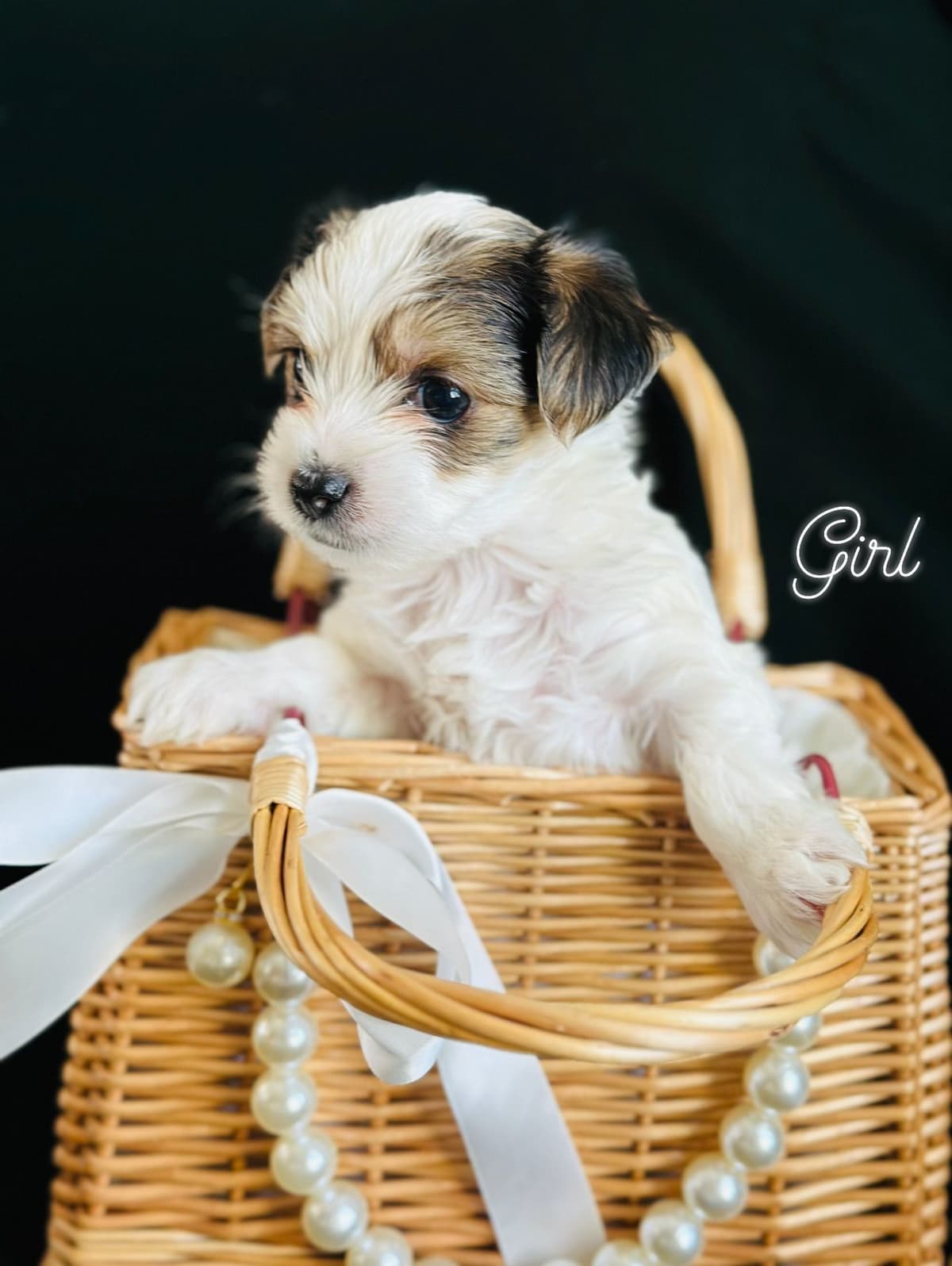 Biewer Terrier Puppies breeder image 2