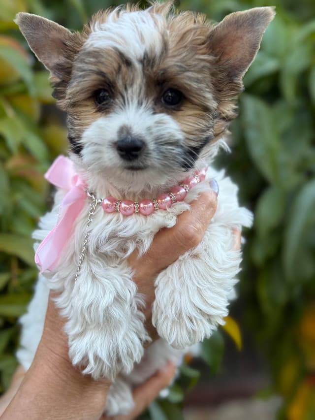Biewer Terrier Puppies media 2