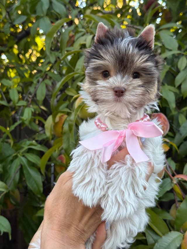Biewer Terrier Puppies media 3